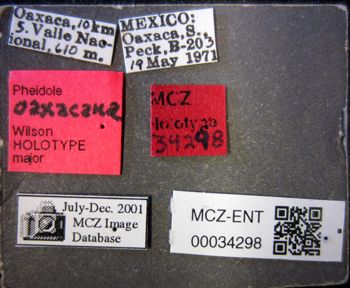Media type: image;   Entomology 34298 Aspect: labels